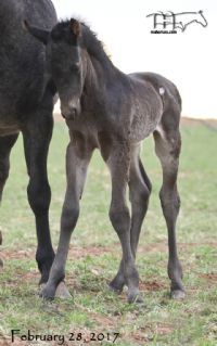 ZHancocks Blue Bonnet's 2017 Roan Colt RIP sweet boy